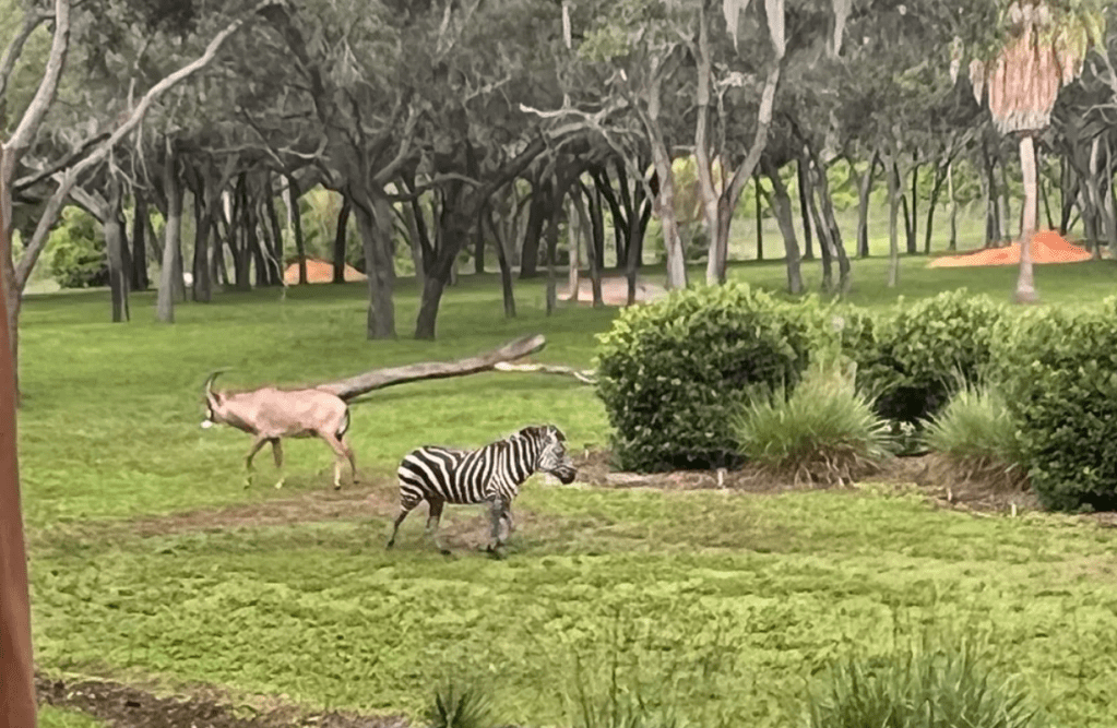 Animal Kingdom Lodge Bucket&nbsp;List