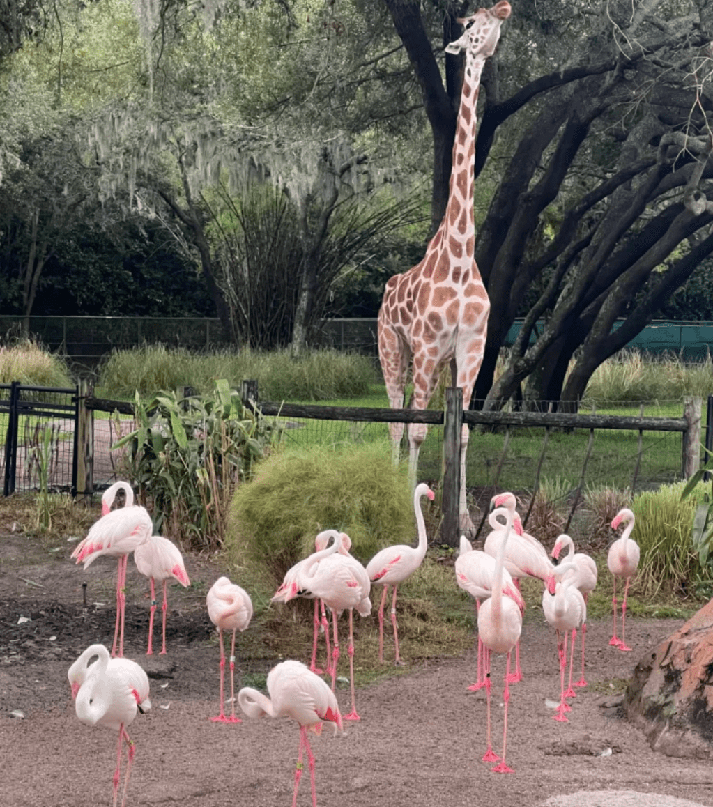 Animal Kingdom Lodge – June 2024